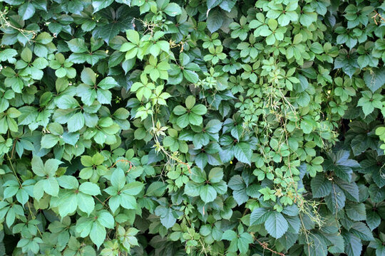 爬山虎 爬墻虎 植物 藤條