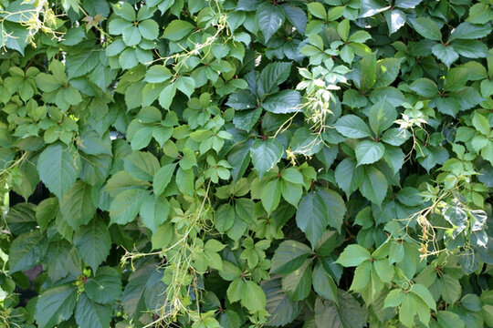 爬山虎 爬墻虎 植物 藤條