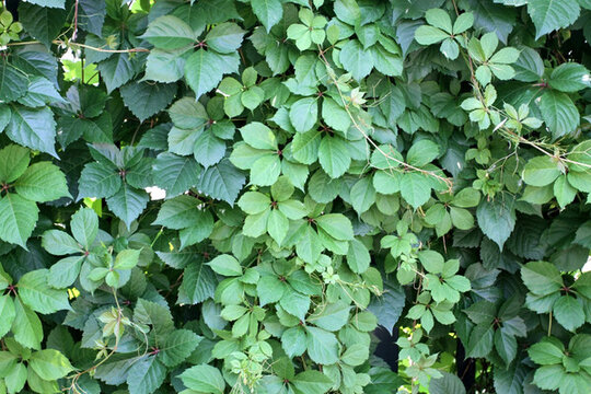 爬山虎 爬墻虎 植物 藤條