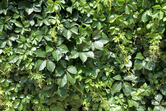 爬山虎 爬墻虎 植物 藤條