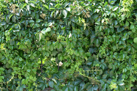 爬山虎 爬墻虎 植物 藤條