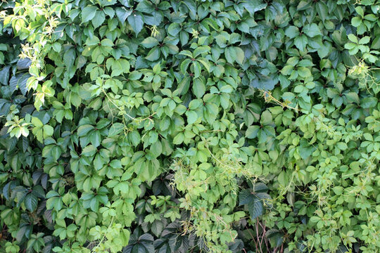 爬山虎 爬墻虎 植物 藤條