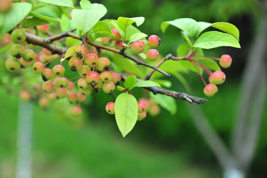 果樹 果子