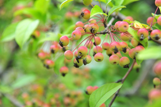 小蘋(píng)果   紅果
