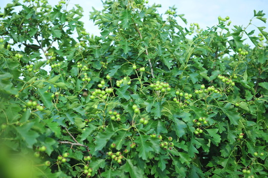 山楂園 果園 果樹(shù)