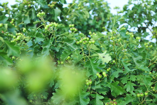 果園 果樹 山楂樹
