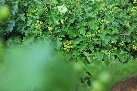 山楂樹 果樹 果園