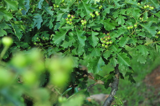 山楂園 果園 果樹