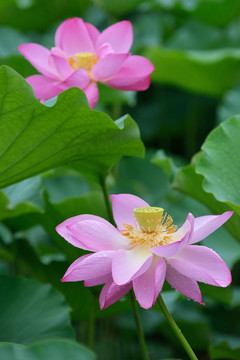 荷花