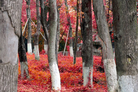 紅色樹木 紅色森林