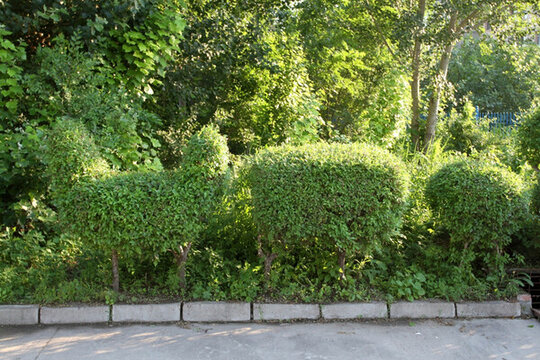草坪 綠地 草地 綠植 園藝