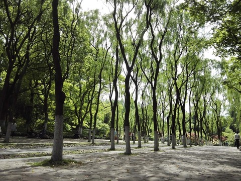 柳浪聞鶯