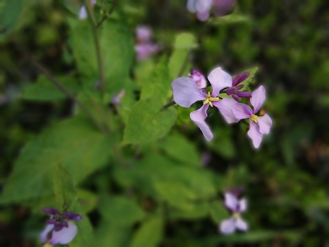 紫色的野花