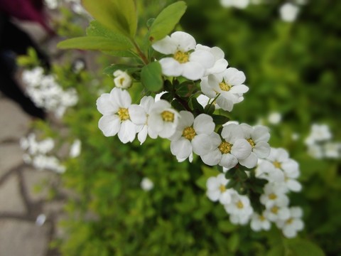 春天的野花
