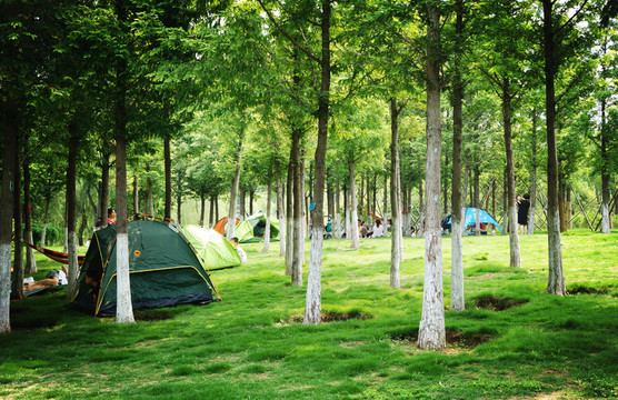 樹林 公園 帳篷