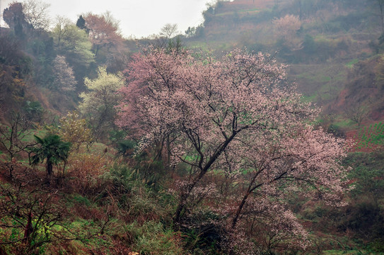 山谷桃李競芬芳