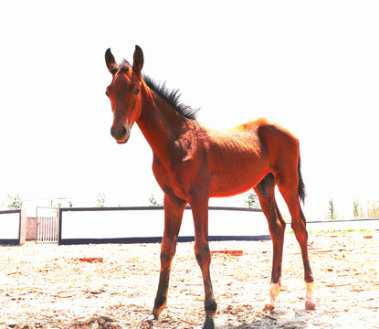 小馬駒