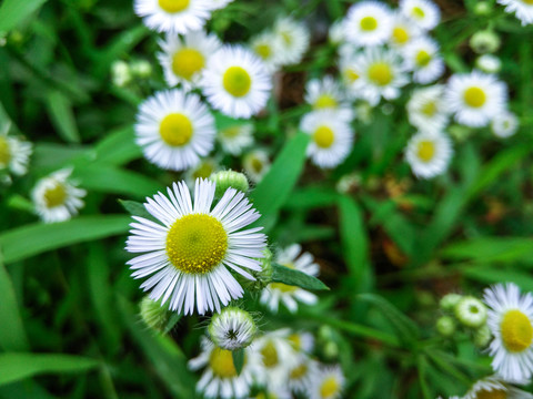 雛菊