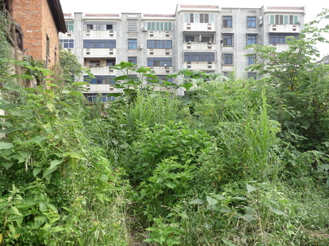 荒蕪的老屋