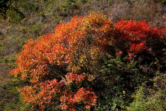 巫山紅葉