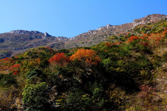 巫山紅葉