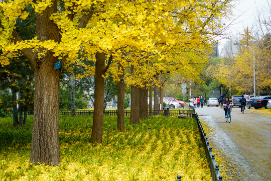 北京大學(xué)校園秋色銀杏樹林蔭道