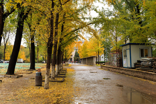 北京大學(xué)校園秋色銀杏樹林蔭道