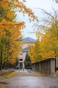北京大學(xué)校園秋色銀杏樹林蔭道