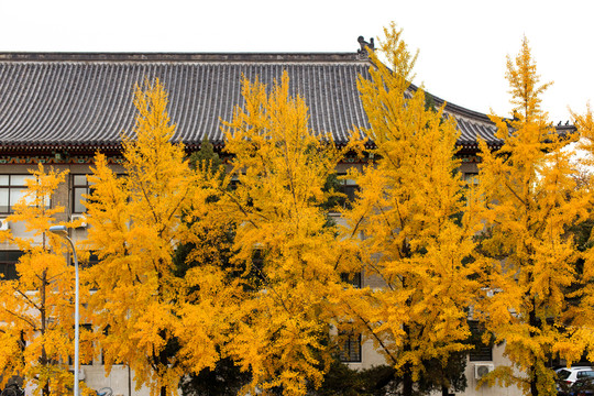 北京大學(xué)校園秋色金黃銀杏樹葉
