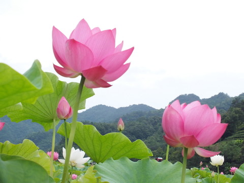 荷花