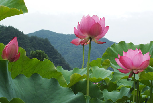 荷花