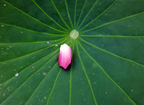 荷花
