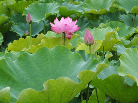 荷花