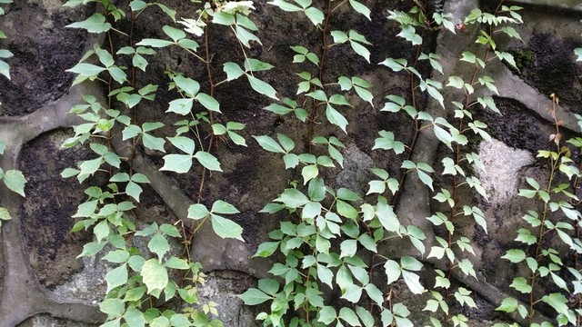 爬墻虎
