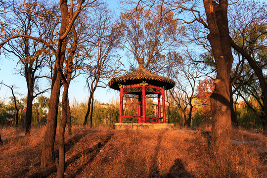 北京大學(xué)校園風(fēng)光樹(shù)林亭子古涼亭