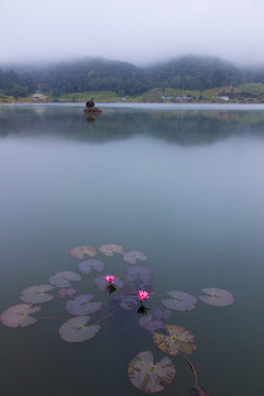 天池荷花