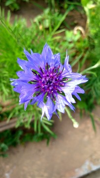 藍波斯菊