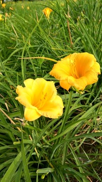 黃花