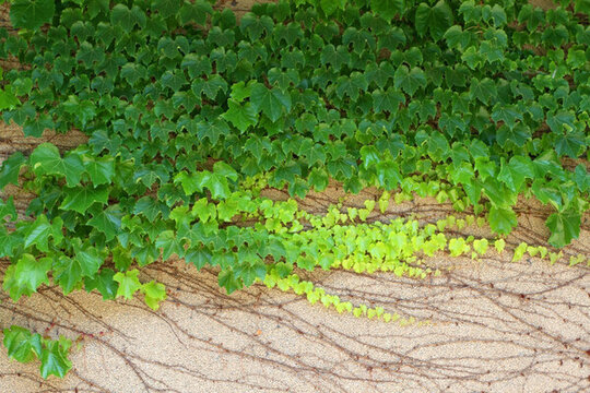 爬山虎 爬墻虎