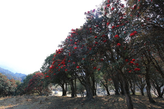 永德大雪山 杜鵑花