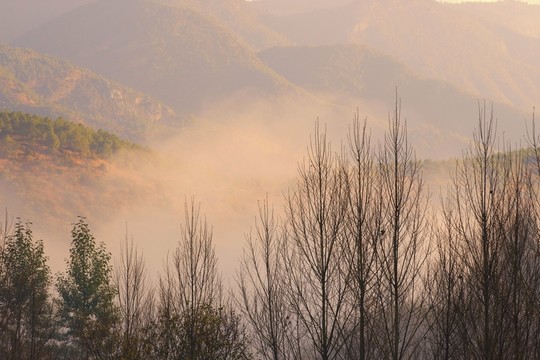 晨霧里的樹