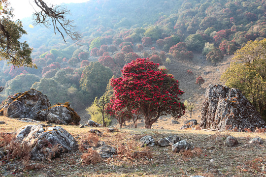 永德大雪山 杜鵑花