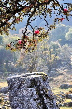 永德大雪山 杜鵑花