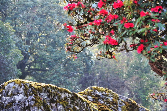 永德大雪山 杜鵑花