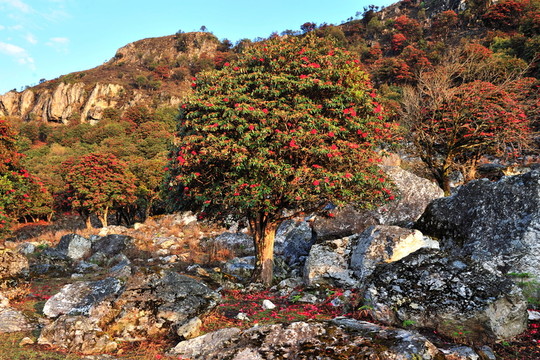 永德大雪山 杜鵑花