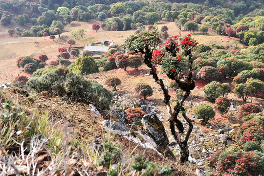 永德大雪山 杜鵑花