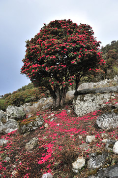 永德大雪山 杜鵑花