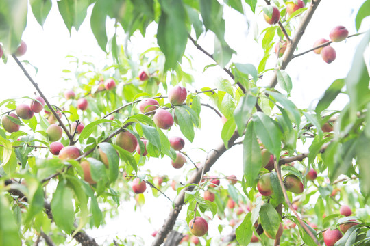 果園   桃園  桃子