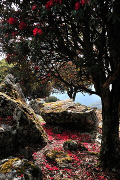 永德大雪山 杜鵑花