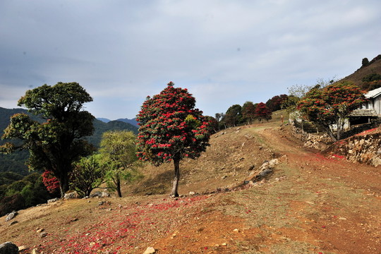 永德大雪山 杜鵑花